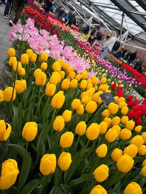 a display of yellow and pink flowers in a greenhouse at Il Mulino House A in Lisse