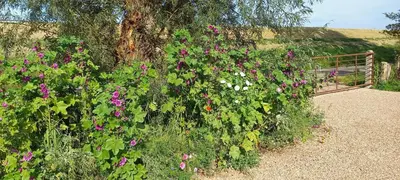 a bush of flowers in front of a fence at Aan de Dijk in Edam