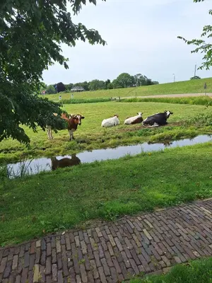 a group of cows laying in the grass in a field at Aan de Dijk in Edam