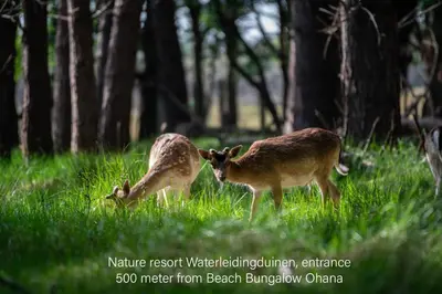 two deer standing in the grass in a field at Kahakai Beach House - Unique Outdoor Kitchen - next to local lake and 15 min. the from beach in Noordwijkerhout