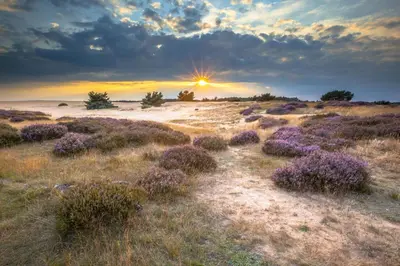 a field of lavender with the sunset in the background at DD 58 - Camping de Duindoorn - AIRCO in IJmuiden