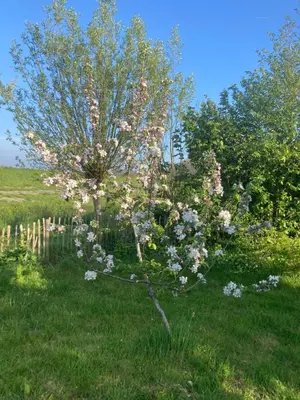 a tree with pink flowers in a field at Rosa's zonnige huisje bij duinen bos en strand in Warmenhuizen