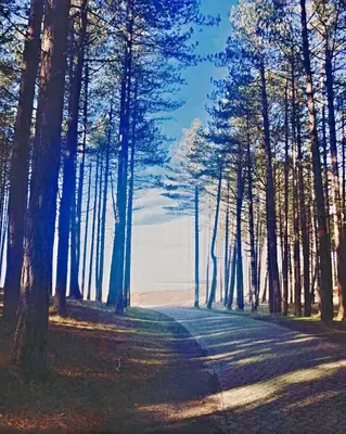 a painting of a road in a forest with trees at Villa de Duinfazant in Bergen aan Zee