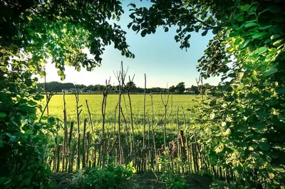 a field of grass with tall sticks in the foreground at Solaris in Egmond aan den Hoef