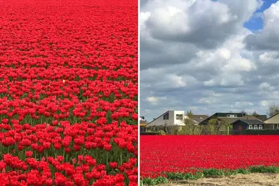 two pictures of a field of red tulips at Solaris in Egmond aan den Hoef