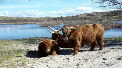 two cows with horns standing next to a body of water at Hotel De Dennen in Egmond aan Zee