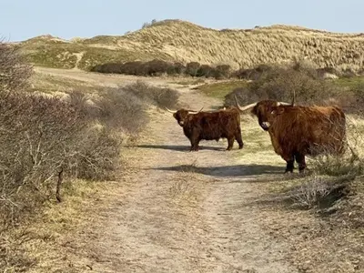 two brown cows walking down a dirt road at Bundi Beach in Egmond aan Zee