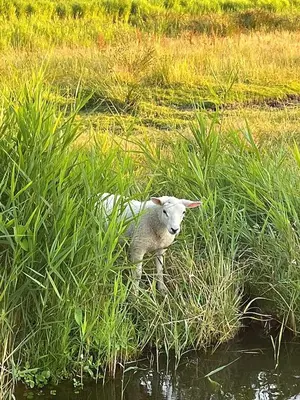 a lamb standing in the tall grass near the water at Amsterdam The Stables in Oostzaan