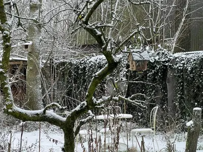 a snow covered tree and a bird house in a yard at Over Lake in Monnickendam