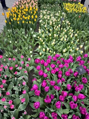 a bunch of pink and purple flowers in a garden at Charming Apartment in Lisse - 30 sqm with Terrace in Lisse