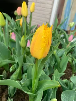 a yellow flower with droplets of water on it at Have a nice stay! - Main Street beachapartment, beach 150 meters in Noordwijk aan Zee
