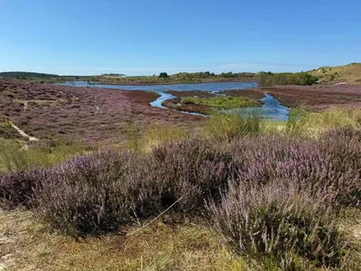 a river in the middle of a field with purple plants at Duin Cottage Bergen in Bergen