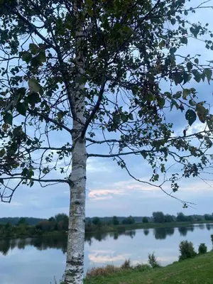a tree standing in front of a lake at Ecolodge Almere in Almere