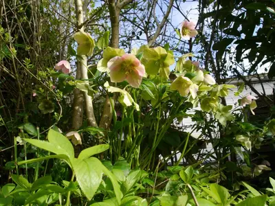 a bunch of flowers in front of a tree at Vrije Vogels tuin met privacy in Warmenhuizen
