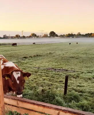 a cow laying in a field looking over a fence at The Grutto, private apartment 25 min from city center in Amsterdam