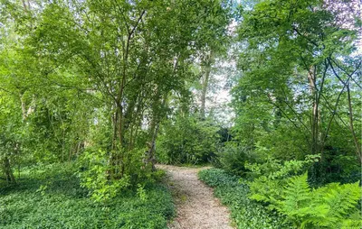 a path in the middle of a forest with a tree at Lakehouse Reeuwijk in Reeuwijk
