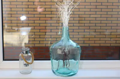 a glass vase with seaweeds in it sitting on a window sill at Studio Eb in Egmond aan Zee