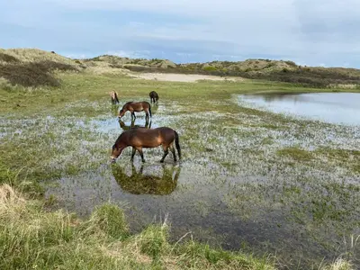a group of horses drinking water in a field at Studio Eb in Egmond aan Zee