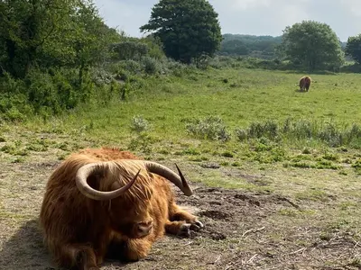 a yak laying on the ground in a field at Zomerhuis Flow in Egmond aan Zee