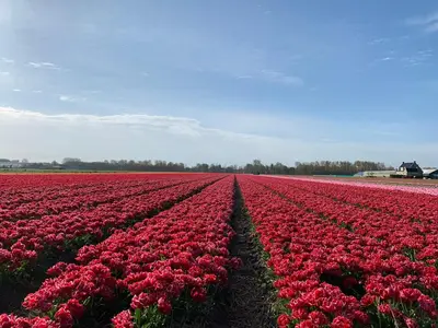 a field of red tulips in a field at Het Oude Raadhuis in Noordwijkerhout
