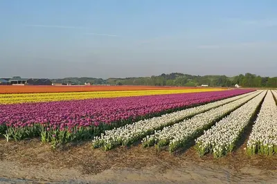a field of white and purple tulips at Gastenverblijf rustig gelegen nabij strand en duin in Heiloo