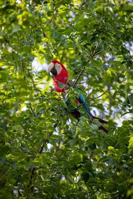 a red bird perched on top of a tree branch at Ben's Cabine - De Hollandse Boerderij in Bodegraven