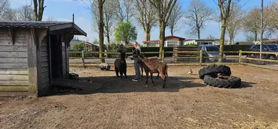 two horses are standing next to a building at Ben's Cabine - De Hollandse Boerderij in Bodegraven