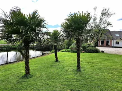 three palm trees in a yard in front of a house at Riante Boerderij in Het Groene Hart Regio Utrecht in Oudewater