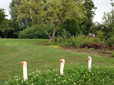 three bird sculptures in the grass in a field at Riante Boerderij in Het Groene Hart Regio Utrecht in Oudewater