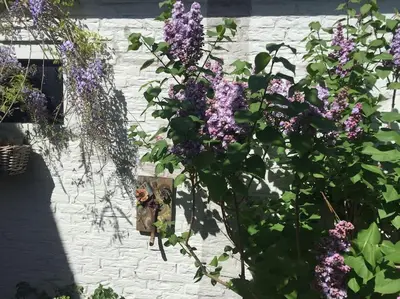 a plant with purple flowers next to a white wall at Deborah's Hiding Place in Alkmaar
