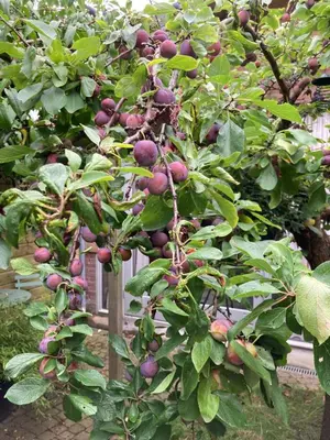 a bunch of fruit on a tree in front of a house at Deborah's Hiding Place in Alkmaar