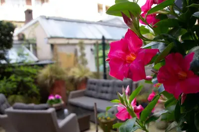 a close up of pink flowers on a patio at Jupiter Hotel in Amsterdam