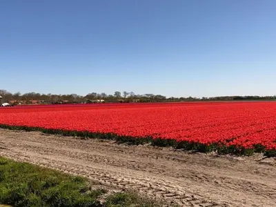 a field of red tulips in a field at Noordzee omheind met hond in Dirkshorn
