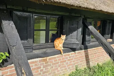 an orange cat sitting on the window sill of a house at Natuurhuisje op Landgoed Groot Diermen in Putten