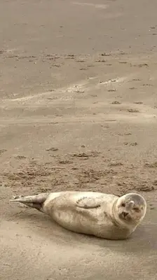 a seal laying on the sand on the beach at Mint aan het strand in Egmond aan Zee