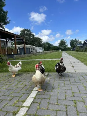 a group of chickens standing on a brick sidewalk at Bungalowpark de Horn - 821 in Dirkshorn