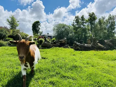 a brown and white cow standing in a field of grass at Bungalowpark de Horn - Floresta 213 in Dirkshorn