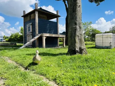 a duck walking in the grass in front of a building at Bungalowpark de Horn - Floresta 214 in Dirkshorn