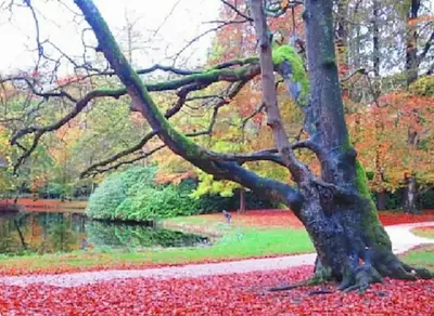 Gallery image of Magical Cottage in the woods in Baarn