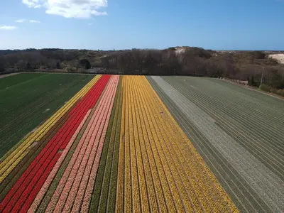 an overhead view of a field of yellow and red tulips at Zonnestralen in Egmond aan den Hoef
