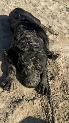 a dead animal laying in the sand on the beach at Dog in Castricum