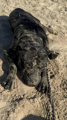 a close up of a crocodile in the sand at Dog in Castricum