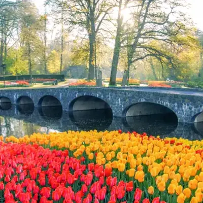 a bunch of tulips in a park with a bridge at DomCity Apt Near Amsterdam Bikes Included One mile to City Centre in Utrecht