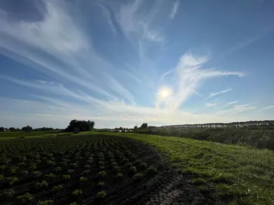 a field of crops with the sun in the sky at De Meerkoet in Nieuwe-Niedorp