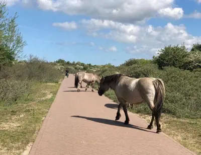 two horses walking down a dirt road at Ceebee - Free parking in Zandvoort
