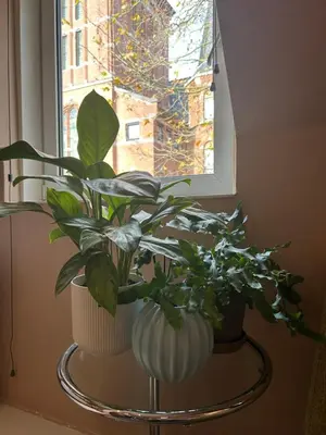 a plant in a white vase on a table next to a window at Cozy room just outside Utrecht Center, calm & green in Utrecht