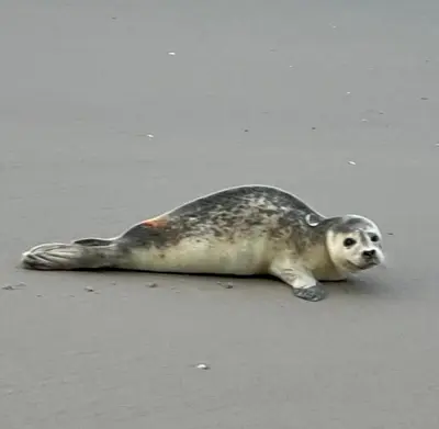 a sea lion laying on the beach at Huisje Aangenaam in Dirkshorn
