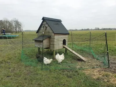 three chickens in a chicken coop in a field at Luxe stal appartement in Loenen aan de Vecht