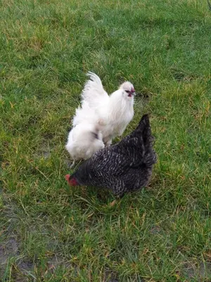 two chickens standing on the grass in a field at Luxe stal appartement in Loenen aan de Vecht