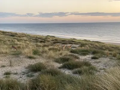 a group of animals grazing in the grass on the beach at Blue Fish in Zandvoort